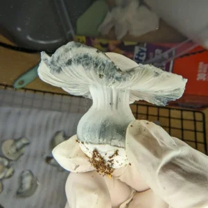 Ghost Face Killah Mushroom