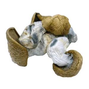KING KONG Mushroom