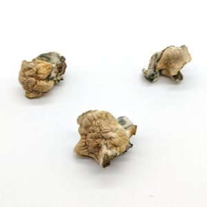Moon Rock Mushroom
